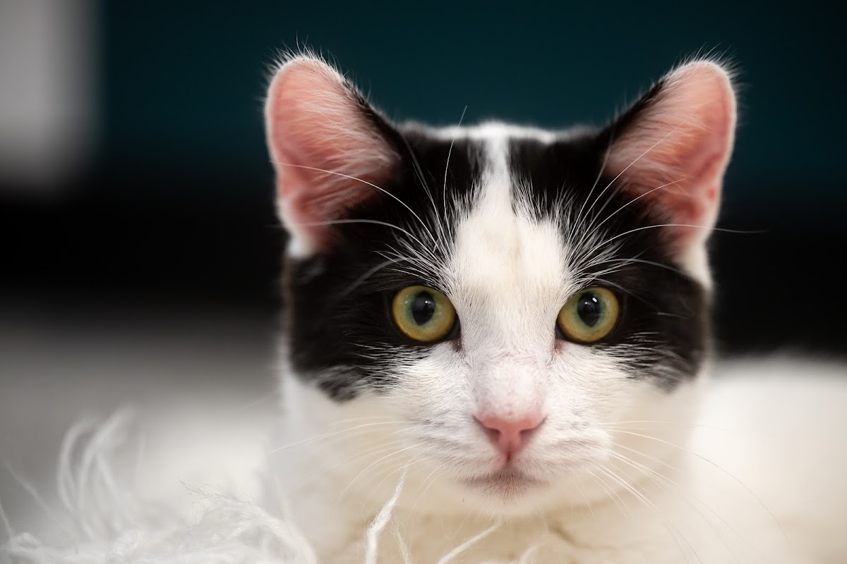 CatCafe Lounge Cats Kittens Catio