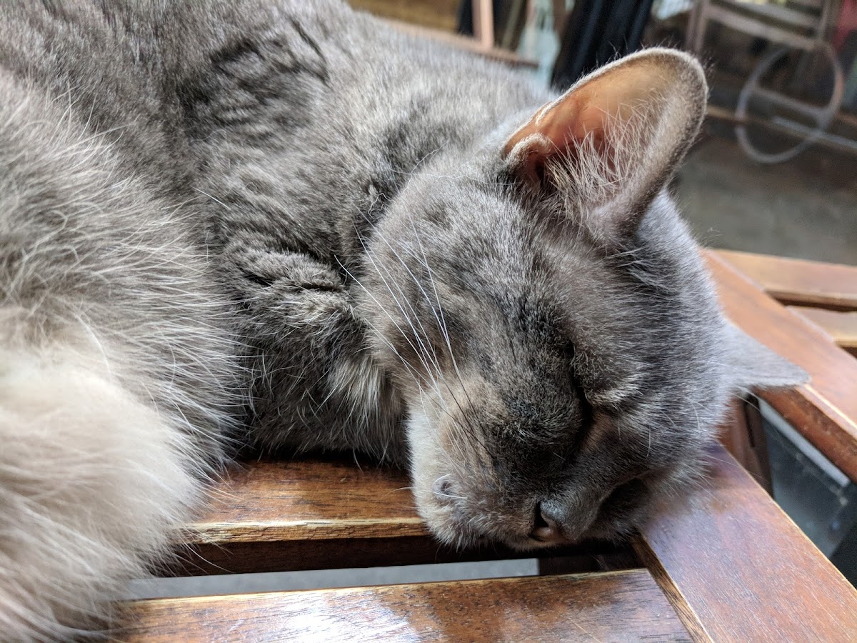 Chelsea Park Barbers