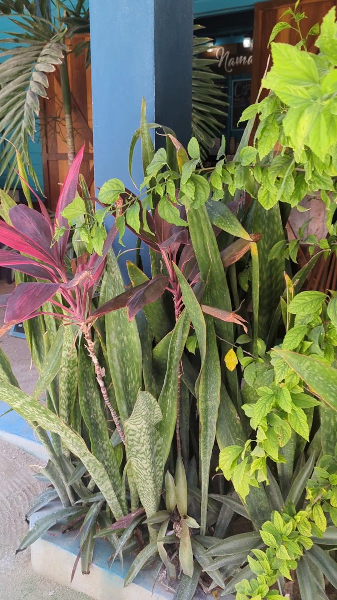 Slide Background Image